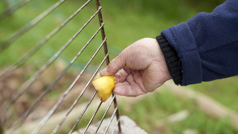 Dragging a piece of lemon on grill grate