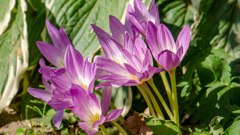 Purple autumn crocus in bloom