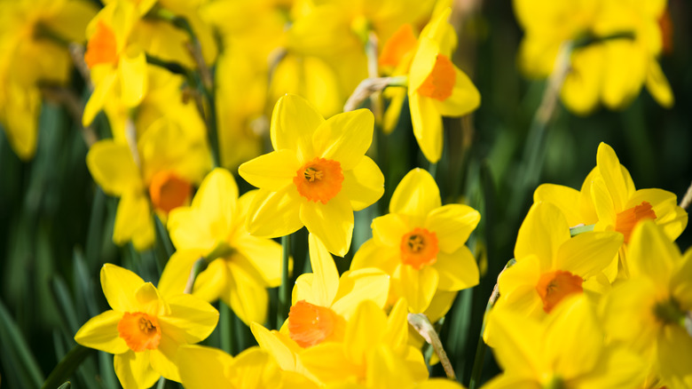 Yellow daffodils in bloom