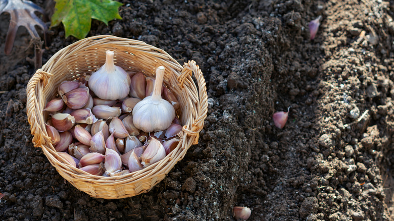 A basket of garlic bulbs in garden