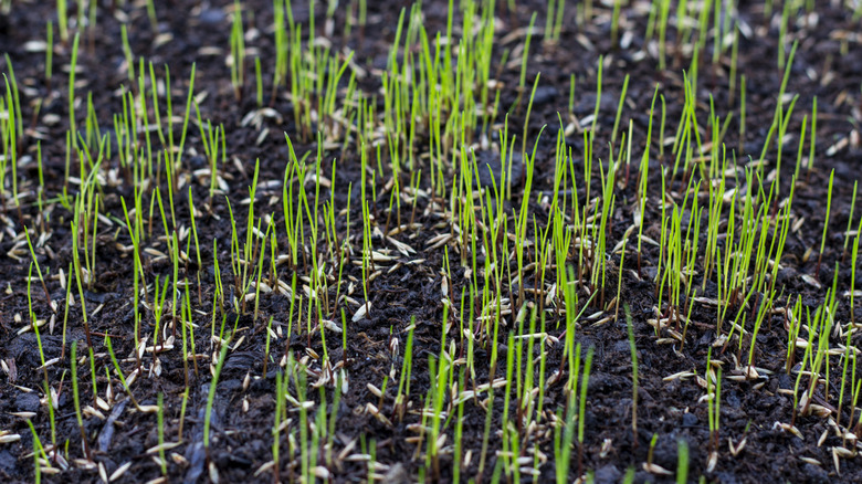 Sprouts of grass growing in soil