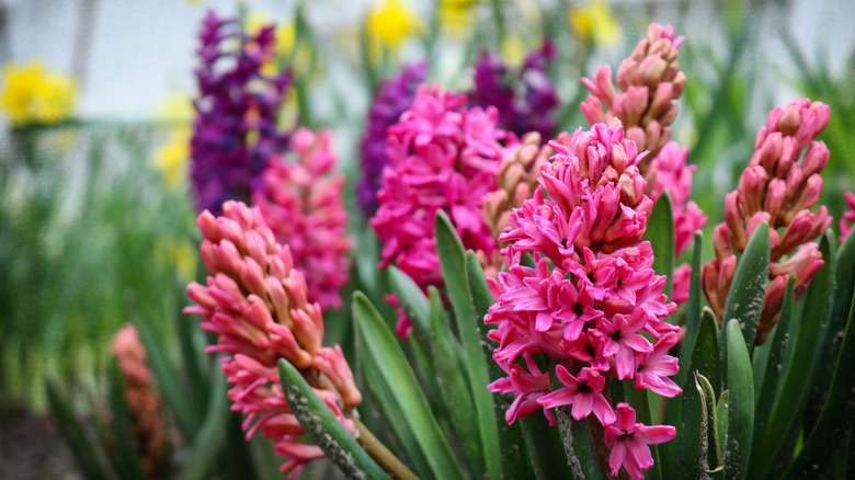 Pink and purple hyacinths