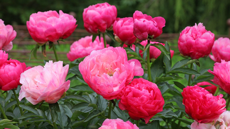 A bunch of pink peonies in bloom