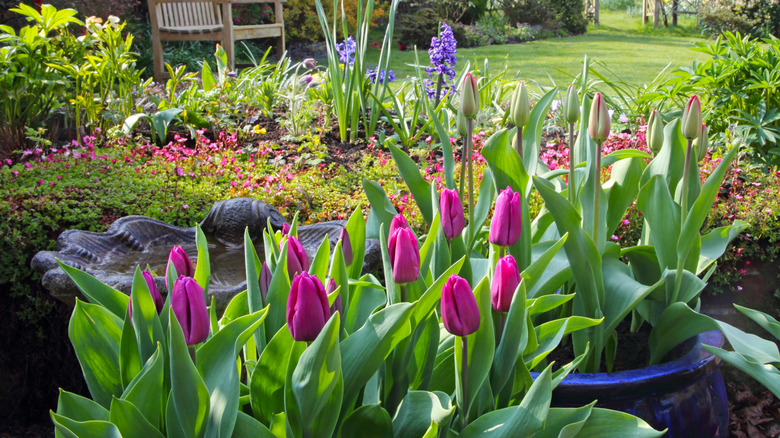 A field of colorful tulips in bloom