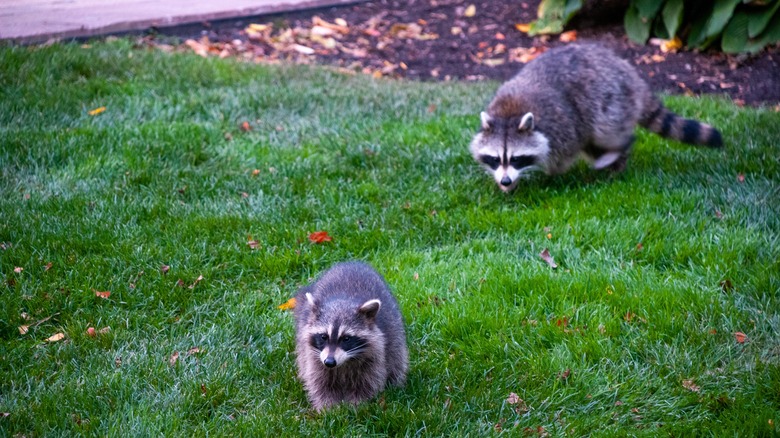 raccoons in lawn