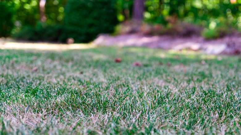 lawn with drought stress