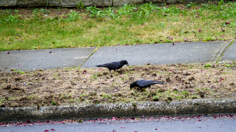 birds on lawn looking for grubs