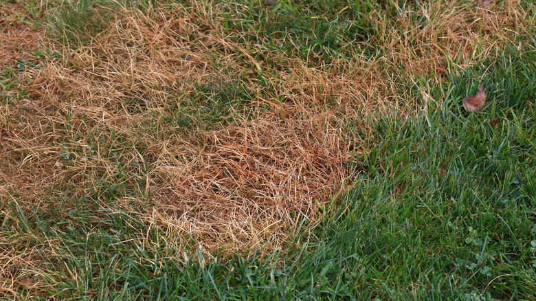 brown grub patches in lawn