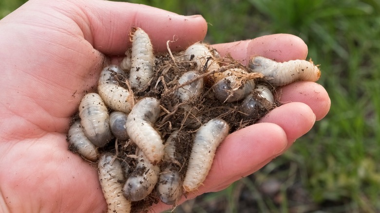 person holding grubs