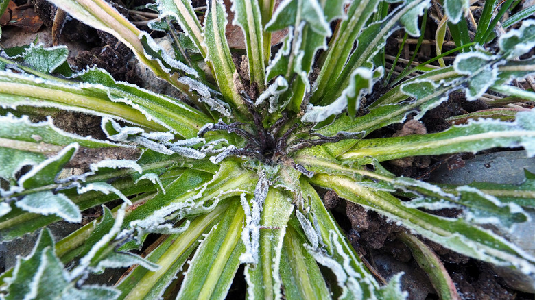 Dandelion weed in cold weather