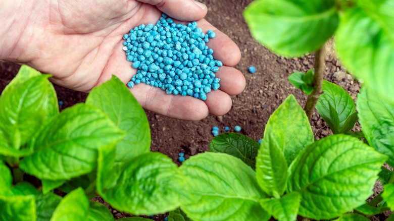 Hand holding fertilizer near basil