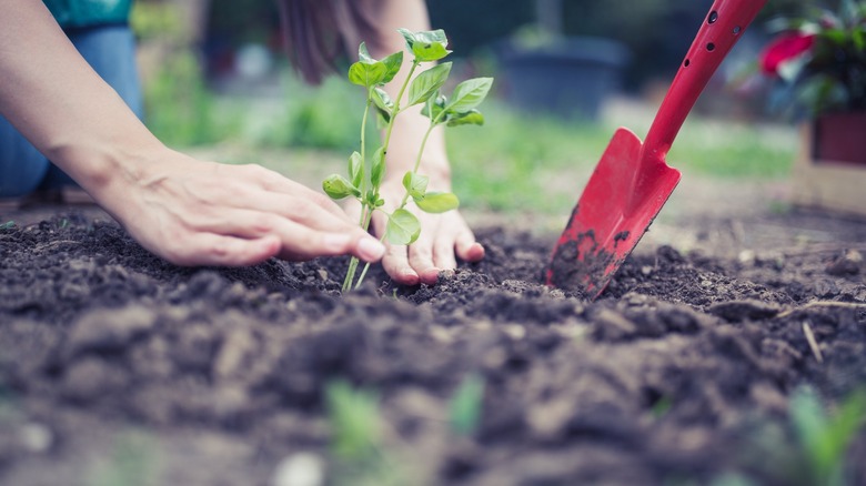 Basil in soil, red shovel