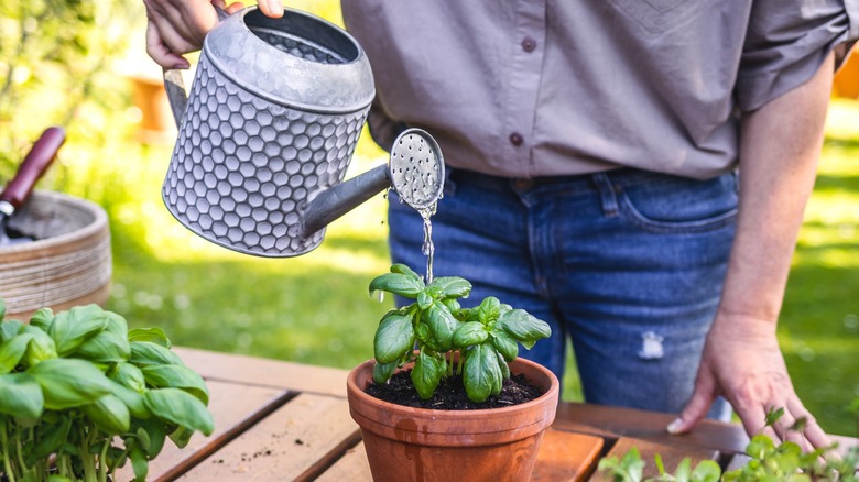 Watering basil outside with can