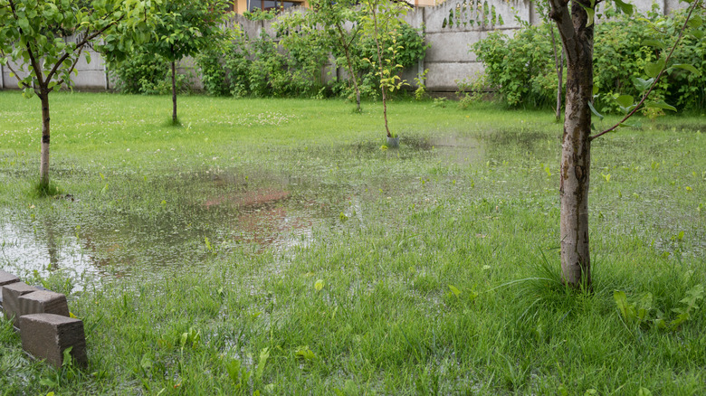 standing water in yard