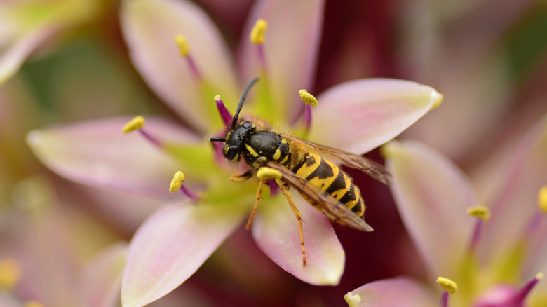 wasp on a flower