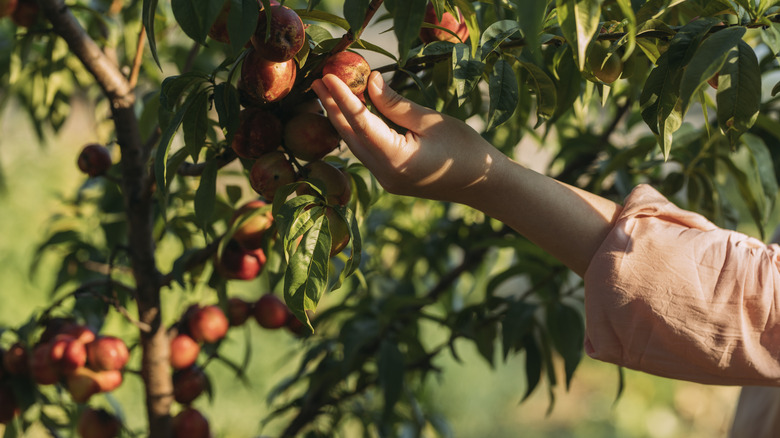 person picking fruit