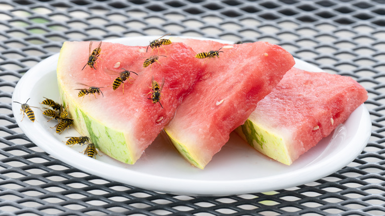 wasps on watermelon