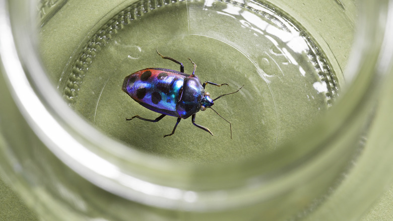 Colorful bug inside a jar