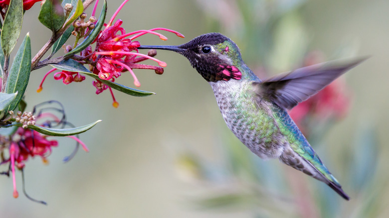 Anna's hummingbird feeding from flowers