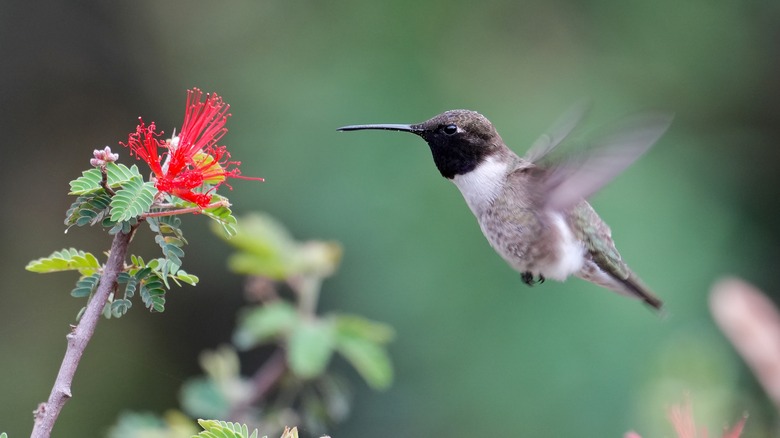 Black-chinned hummingbird approaching flower