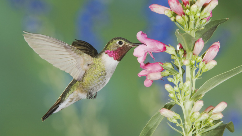 Broad-tailed hummingbird feeding from flowers