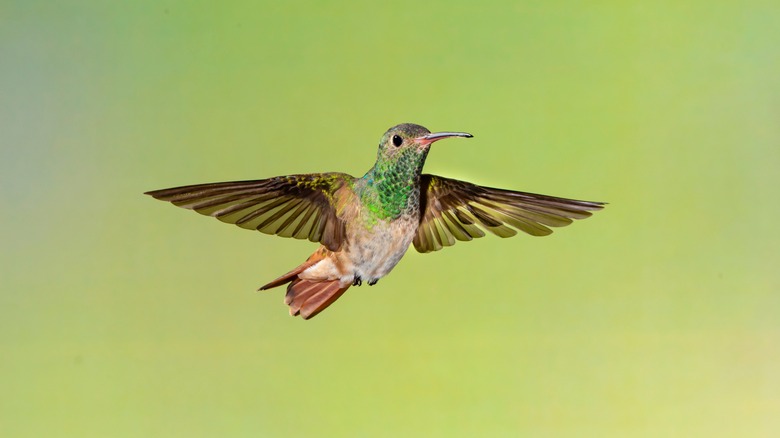 Buff-bellied hummingbird flying