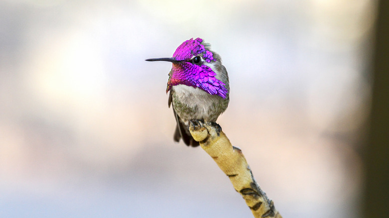 Costa's hummingbird perching on branch