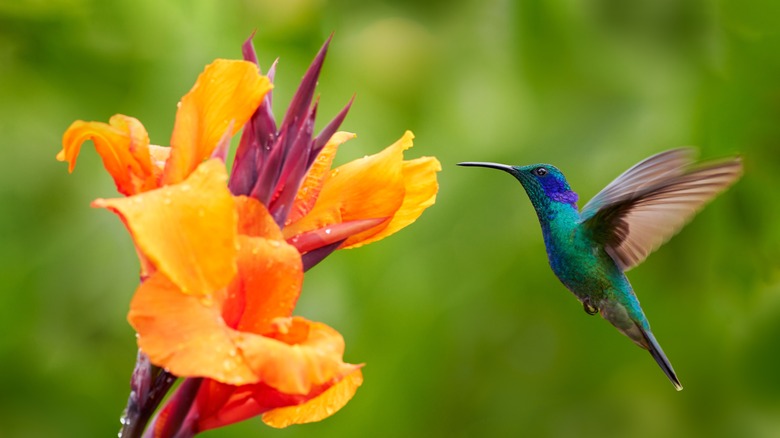 Hummingbird feeding from an orange flower