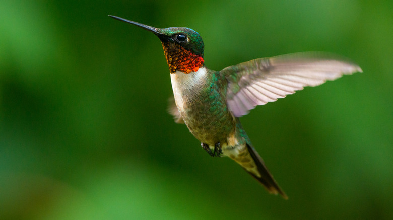 Male ruby-throated humminbird