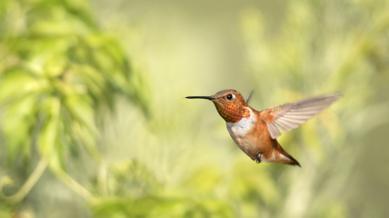 Rufous hummingbird