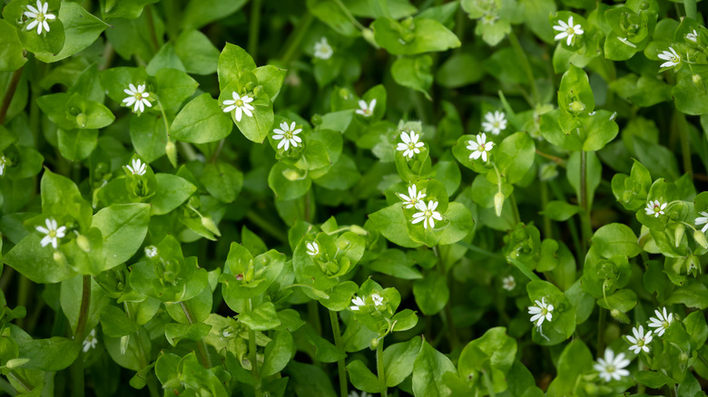 chickweed leaves and flowers