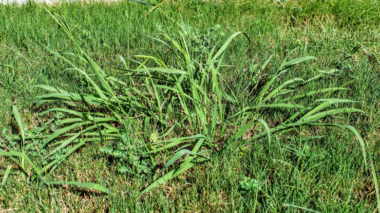 crabgrass on a lawn