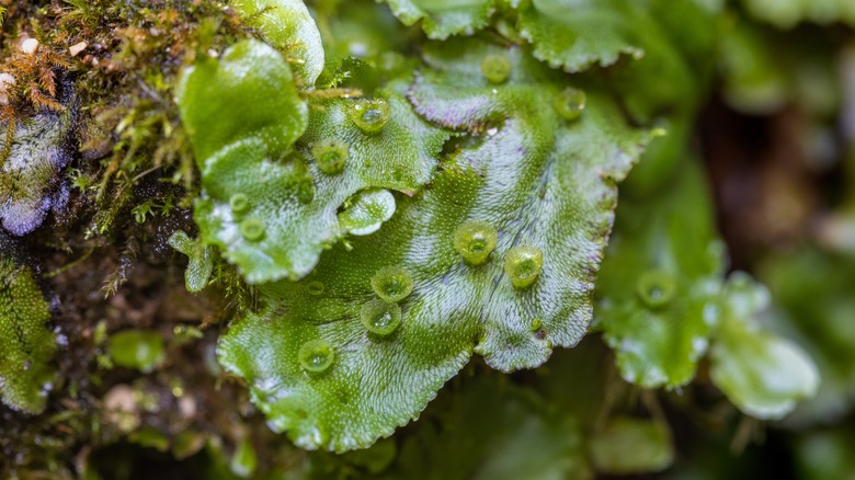 liverwort foliage