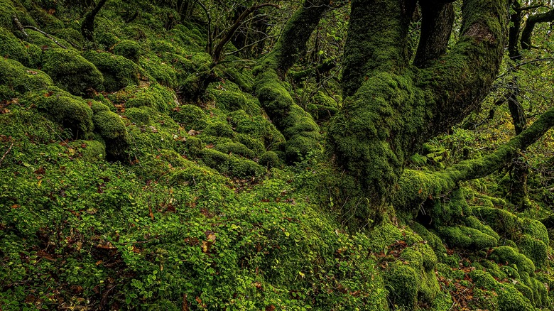 moss in a forest