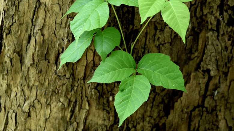 poison ivy on a tree