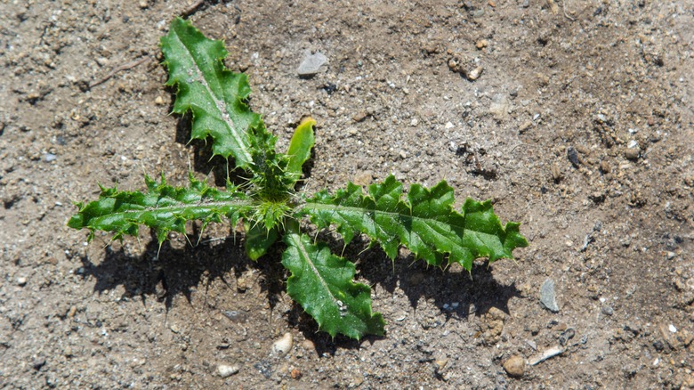 Canada thistle leaves