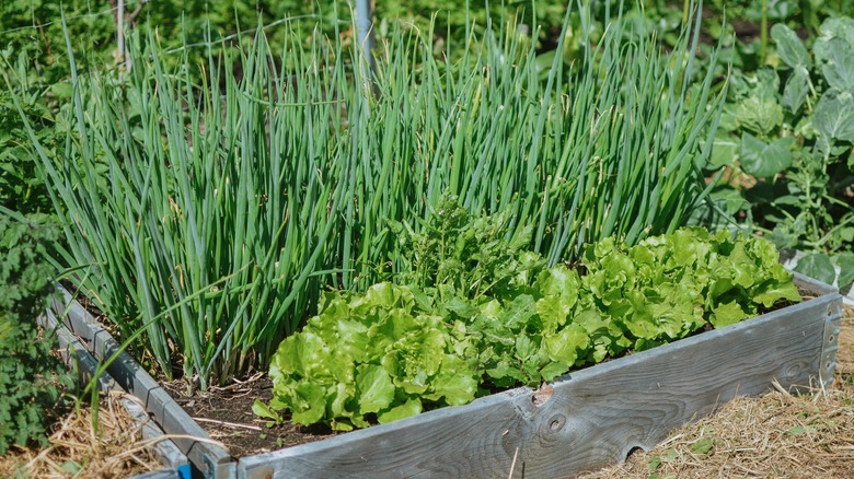 onions and lettuce growing in garden