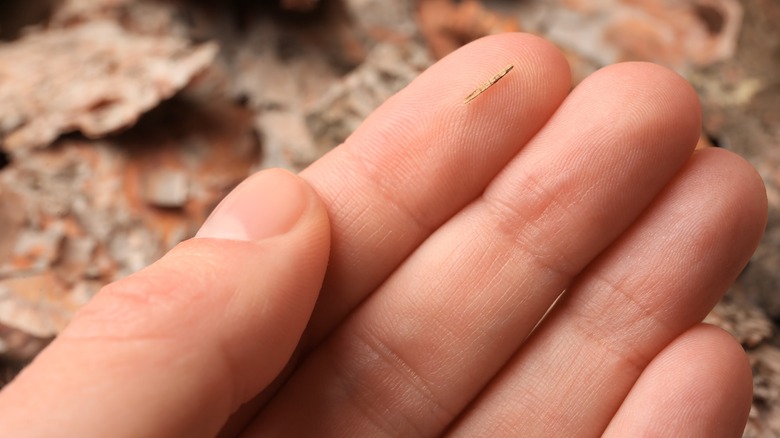 finger with a splinter