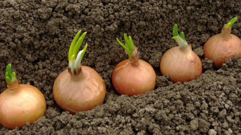 sprouting onions on soil