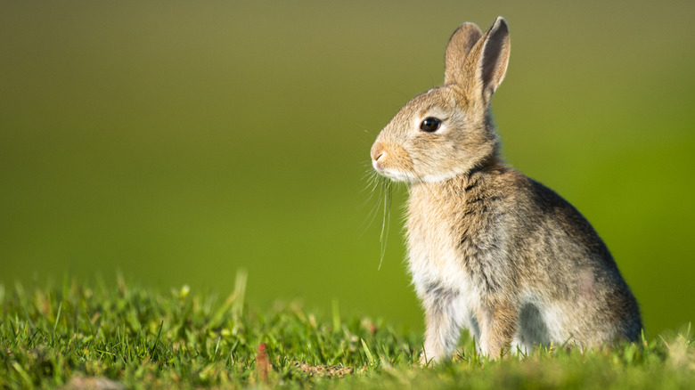 rabbits on lawn