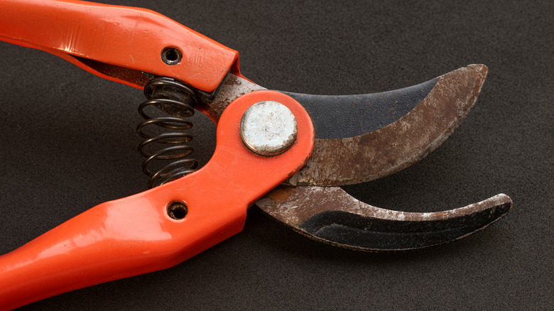 rusty pruning shears