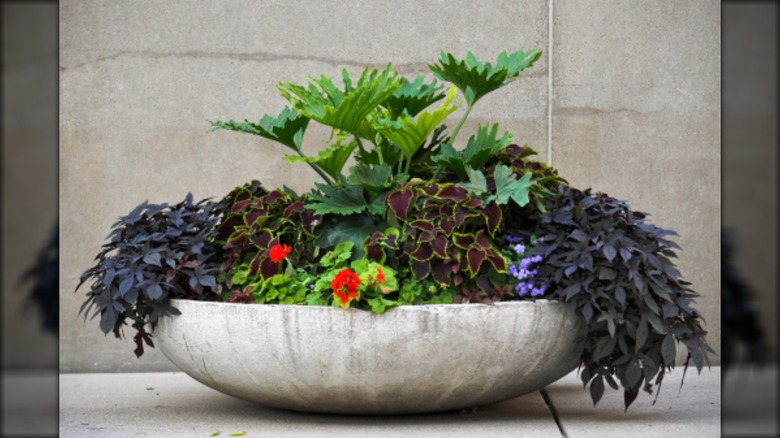 container overflowing with plants