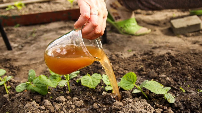 person pouring liquid fertilizer