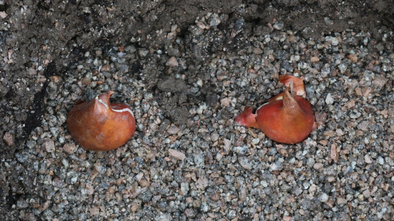 Tulip bulbs planted in gravel 