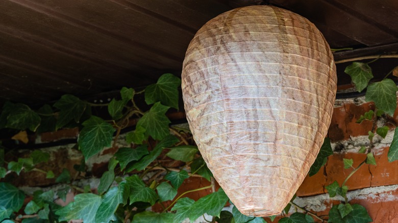 A fake wasp nest hanging by a house.