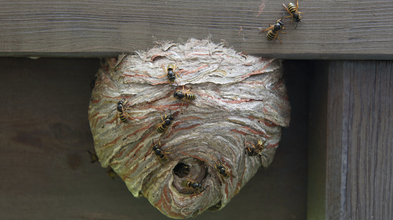 A wasp nest hanging by a home