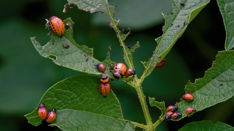 A group of ladybugs eating a plant