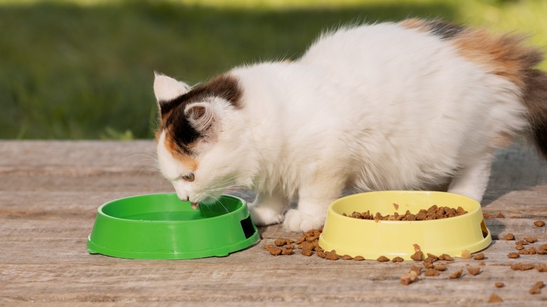 A cat eating their food outside