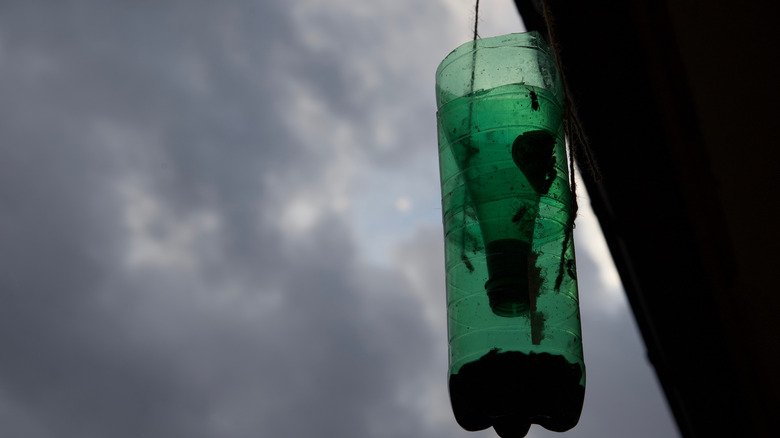 A hanging wasp trap