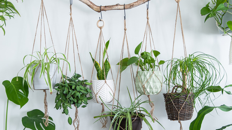 hanging plants against white wall